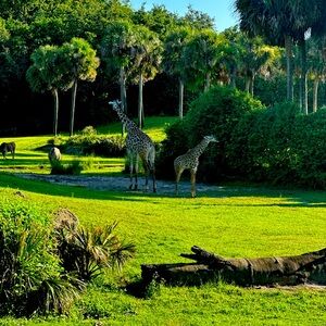 Meet your Posher, Brandy